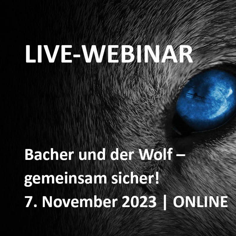 Website Teaser Webinar Arctic Wolf v2